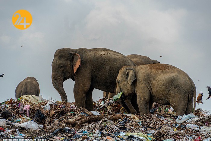 فیل‌های وحشی زباله خوار در سریلانکا