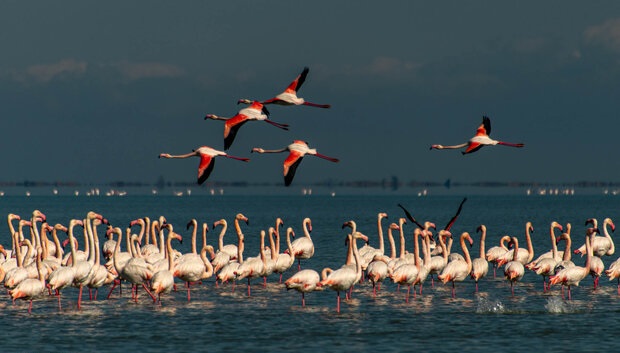 روند تلفات پرندگان مهاجر به وجهه بین‌المللی ایران ضربه می‌زند