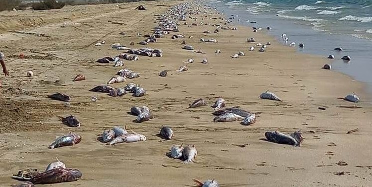  سواحل مکران 