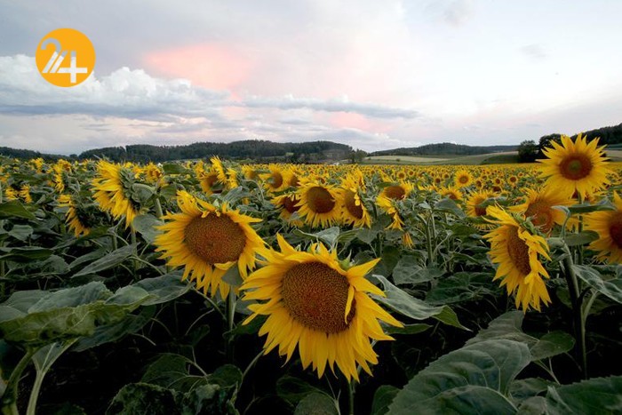 مزارع آفتابگرادان در نقاط مختلف جهان مزارع آفتابگرادان در نقاط مختلف جهان