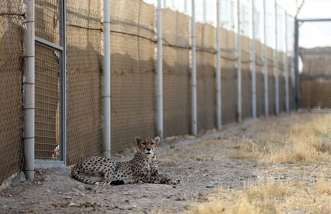 زنده گیری فیروز