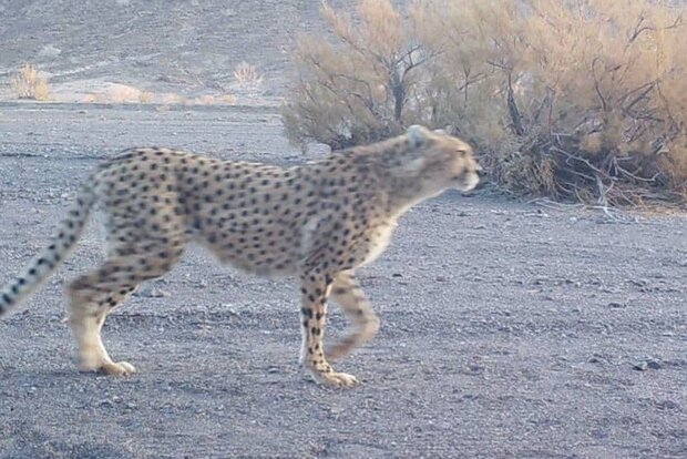 شکایت از دو مدیر سازمان محیط زیست