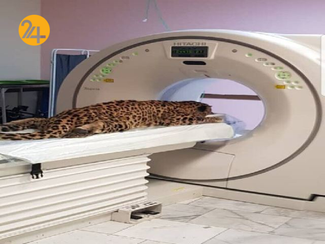 پلنگ زخمی هزار مسجد تلف شد