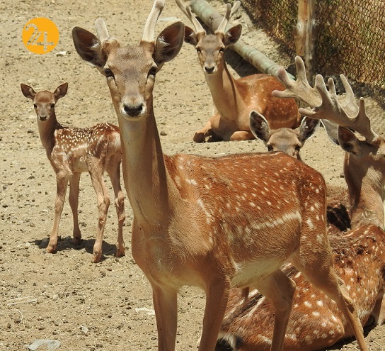 انتقال ۱۰راس گوزن زرداز شمال به ارومیه انتقال ۱۰راس گوزن زرداز شمال به ارومیه