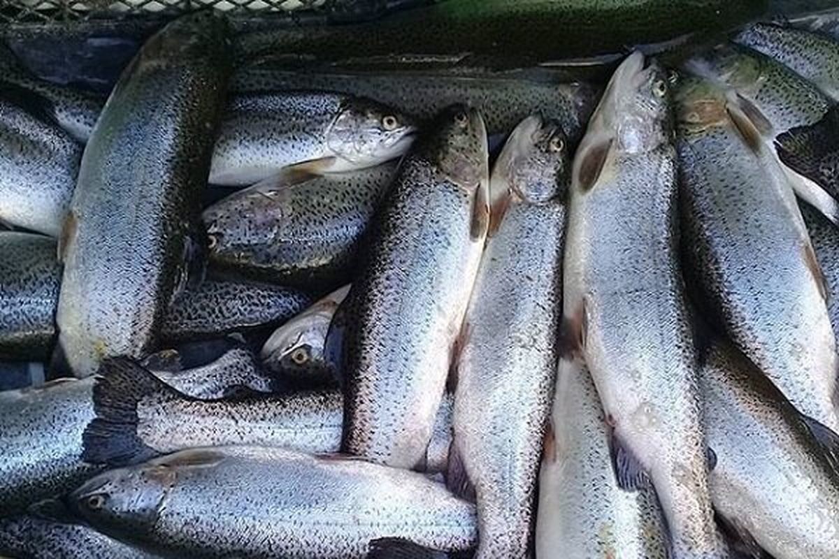 قیمت ماهی جنوب به مرز ۲۰۰ هزار تومان رسید/ نرخ انواع ماهی در بازار