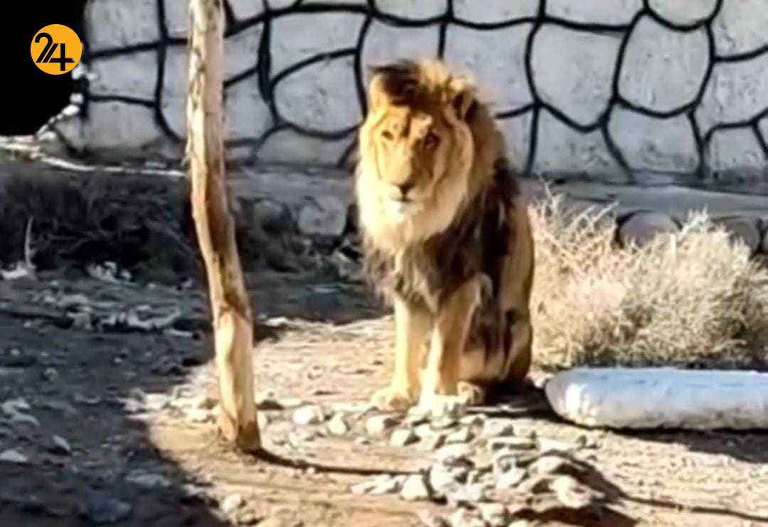 تنها بازمانده باغ وحش سیرجان در انتظار مرگ