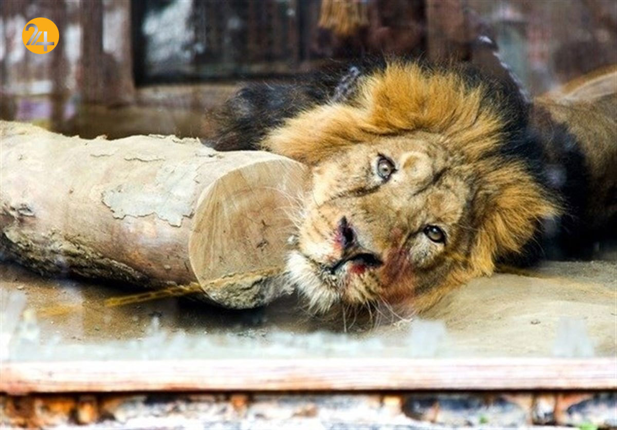 تنها بازمانده باغ وحش سیرجان در انتظار مرگ