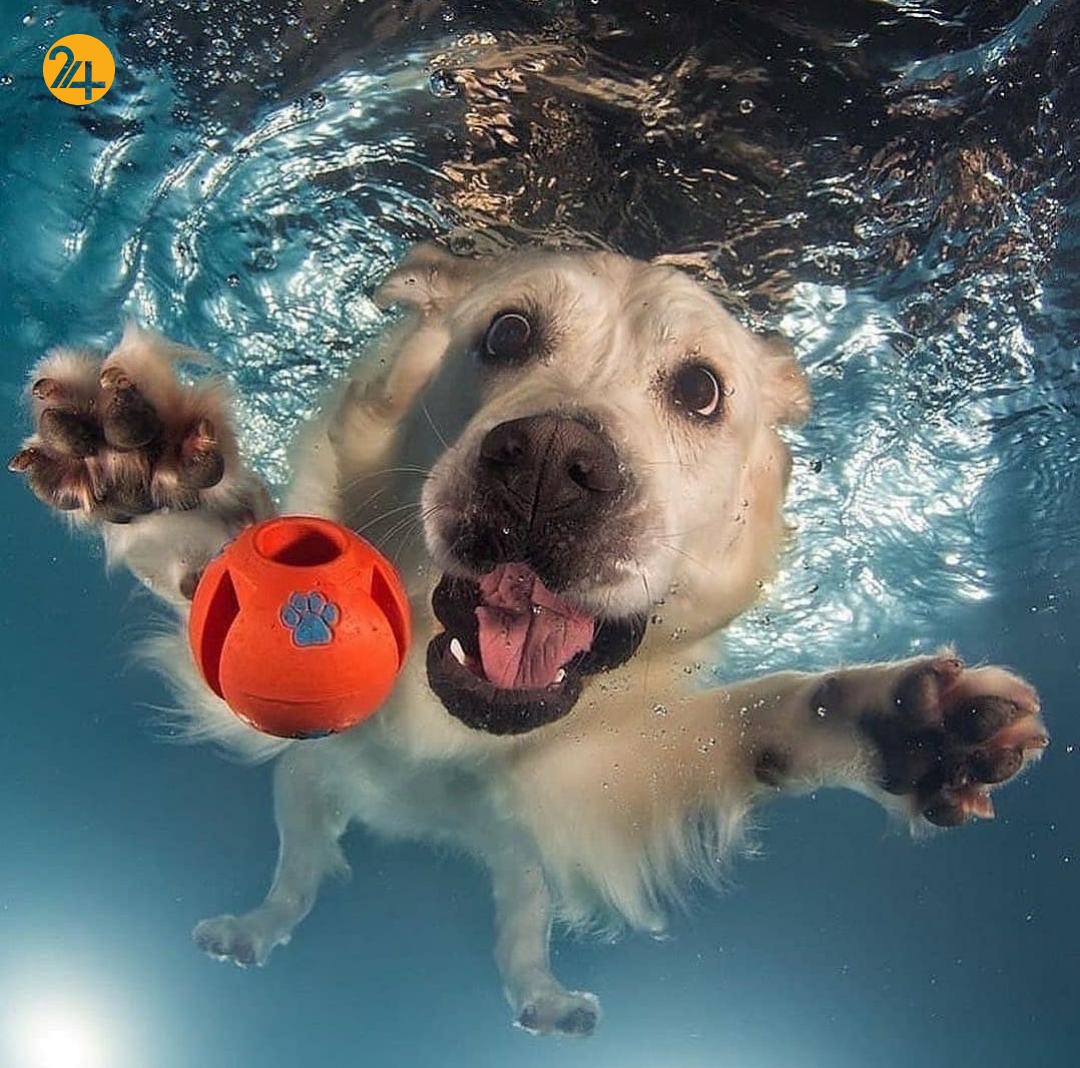 سگ‌های زیر آب