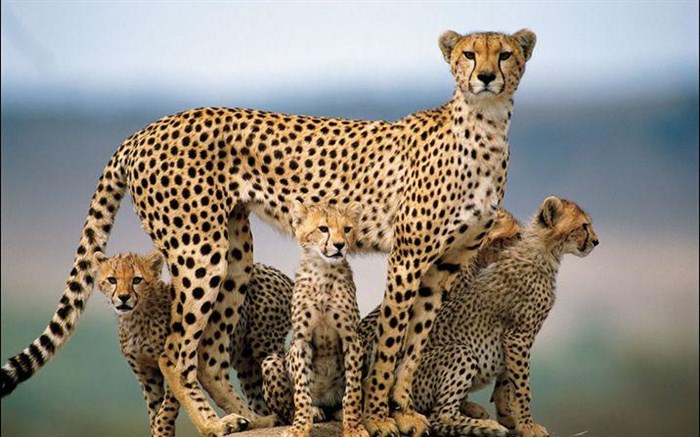 یوزپلنگ ایرانی در خطر انقراض