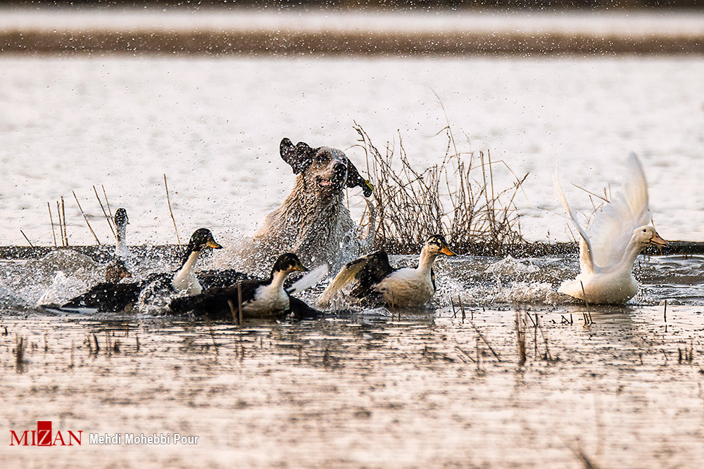 سگ‌های ولگرد آفت محیط زیست مازندران