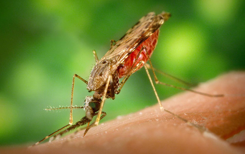 سالک چیست و چگونه منتقل می‌شود؟