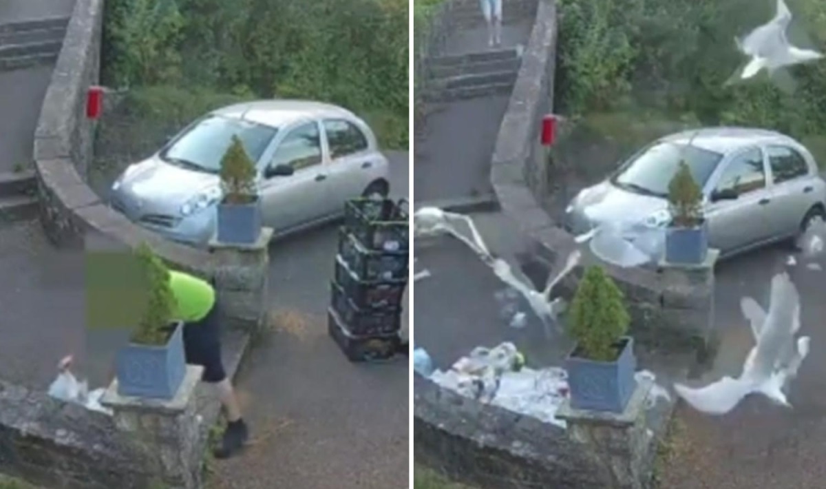 مرغان دریایی