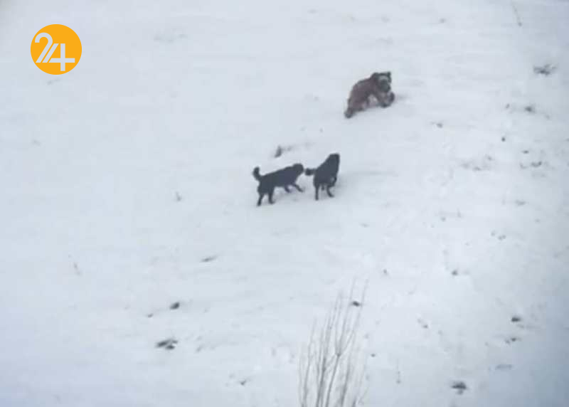 تلف شدن یک قلاده خرس در ارتفاعات روستای ولایت رود