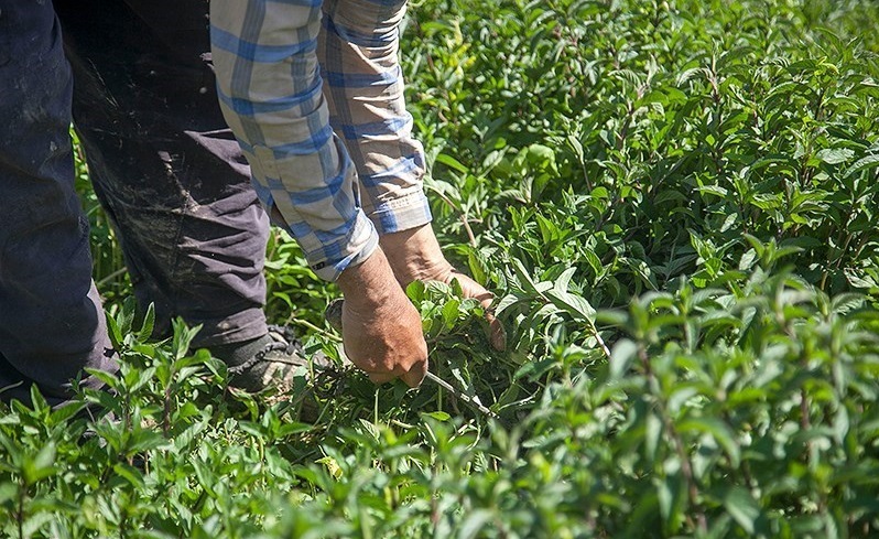 عودت محصولات صادراتی کشاورزی