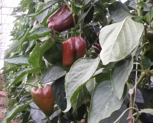 فلفل دلمه‌های برگشت خورده