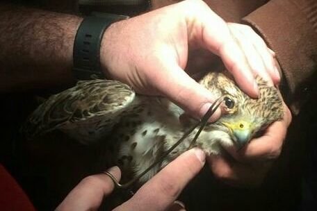 امضای نماینده سازمان محیط زیست پای قاچاق پرندگان به کویت! + سند