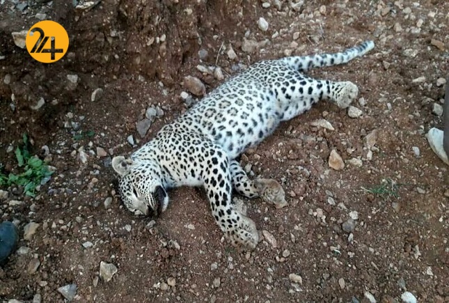 مرگ سه قلاده پلنگ در روزهای اخیر و مسئولانی که خوابند