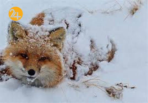 غذادهی به جانوران مسبب تعارض انسان و حیوان