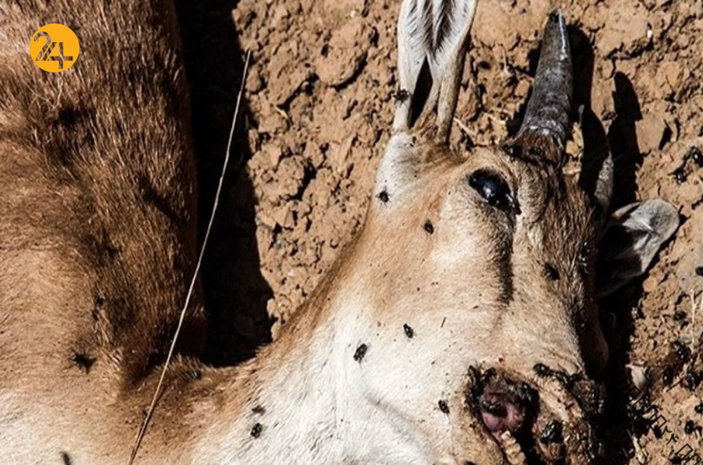 طاعون نشخوارکنندگان در ایران چقدر جدی است؟/ خطری دام‌های اهلی را تهدید نمی‌کند