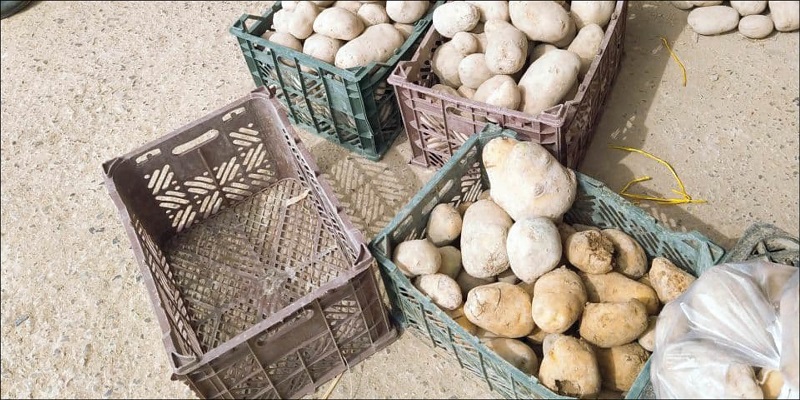 فروش سیبزمینی ضایعاتی