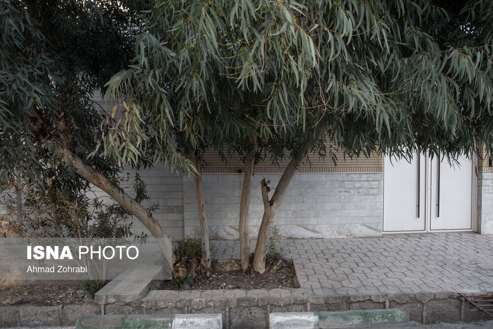 اکالیپتوس همیشه سبز اکالیپتوس همیشه سبز