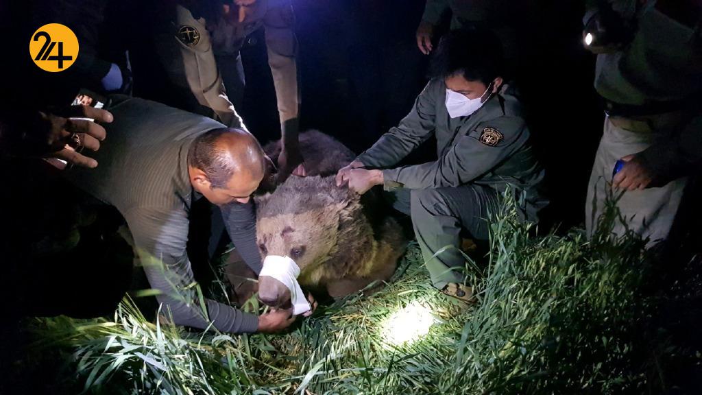 خرس قهوه ای نجات یافت