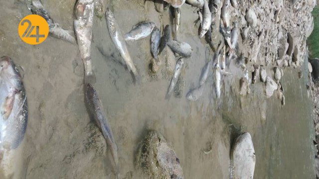 تلف شدن هزاران ماهی در رودخانه چوار/ پتروشیمی ایلام به مراجع قضایی معرفی شد
