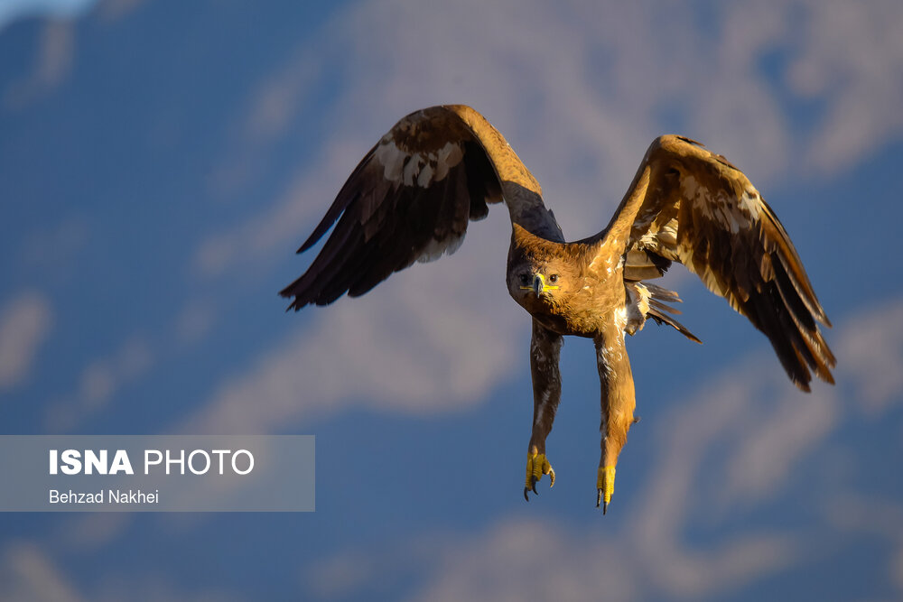 پرندگان مهاجر و بومی خراسان جنوبی