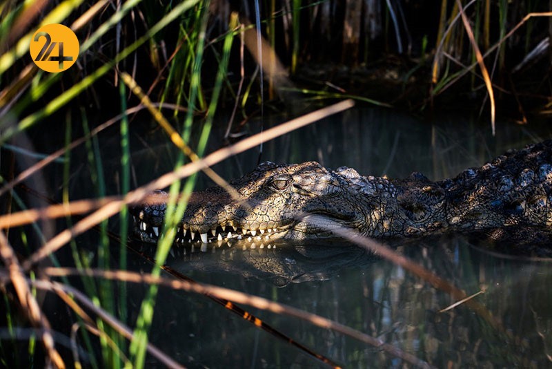 گاندوها مهاجم می شوند؛ نزدیک نشوید! گاندوها مهاجم می شوند؛ نزدیک نشوید!