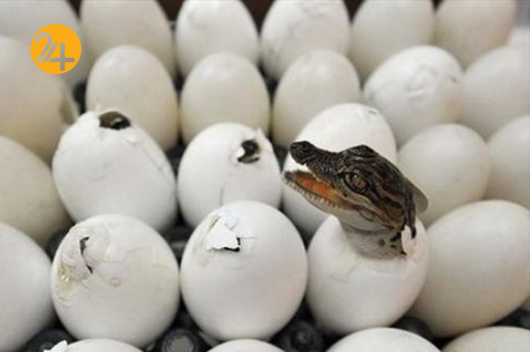 گاندوها مهاجم می شوند؛ نزدیک نشوید! گاندوها مهاجم می شوند؛ نزدیک نشوید!