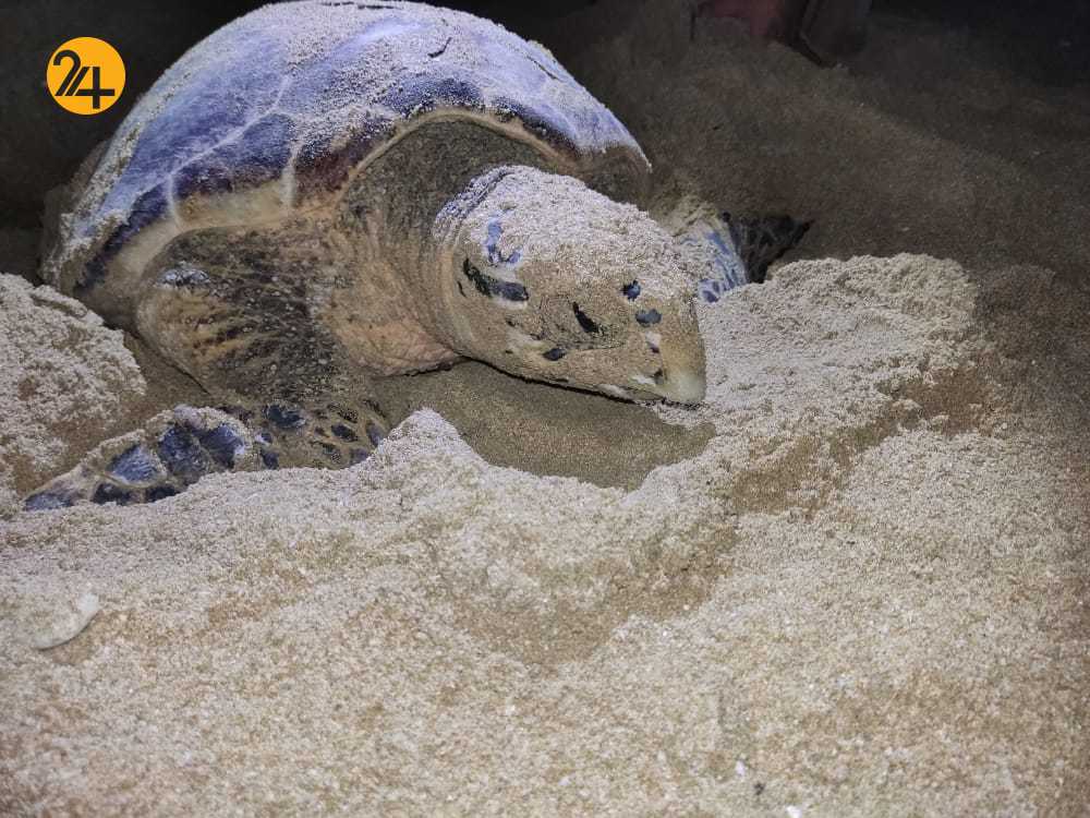 بازگشت لاک پشت های نایبند بازگشت لاک پشت های نایبند