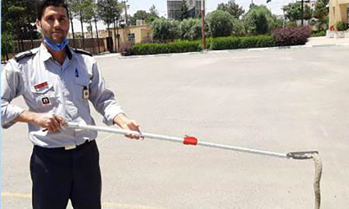 مارافعی شاخدار 