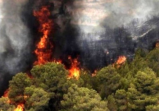 مرگ در جنگل‌های سردشت شعله می‌کشد/ حمایت قدرت‌های در سایه از تخریبگران محیط زیست