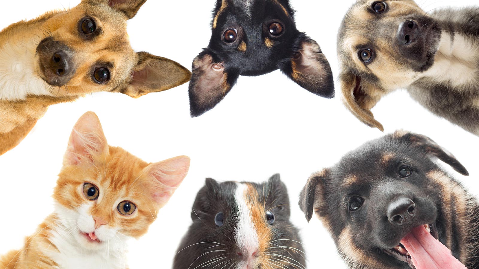 نگهداری حیوانات در خانه