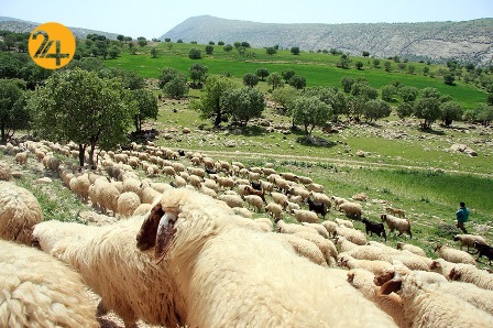 برخورد با متخلفان چرای غیر مجاز در منطقه حفاظت شده البرزجنوبی