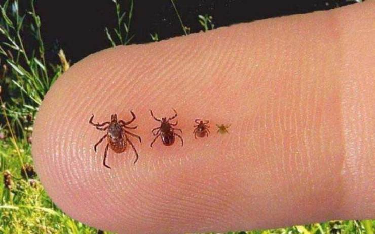  شیوع دوباره  تب کریمه کنگو در کشور؟