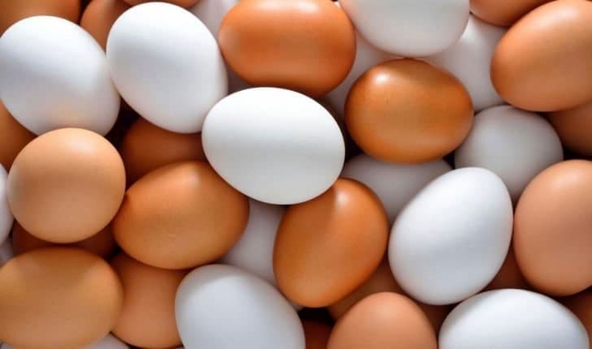 صادرات تخم مرغ متوقف نشده است