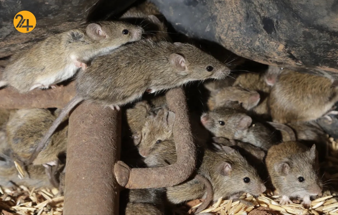 هجوم میلیون‌ها میلیون موش به استرالیا