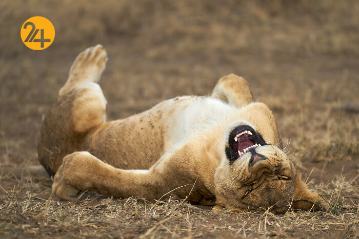 برترین تصاویر جشنواره کمدی حیوانات  ۲۰۲۱