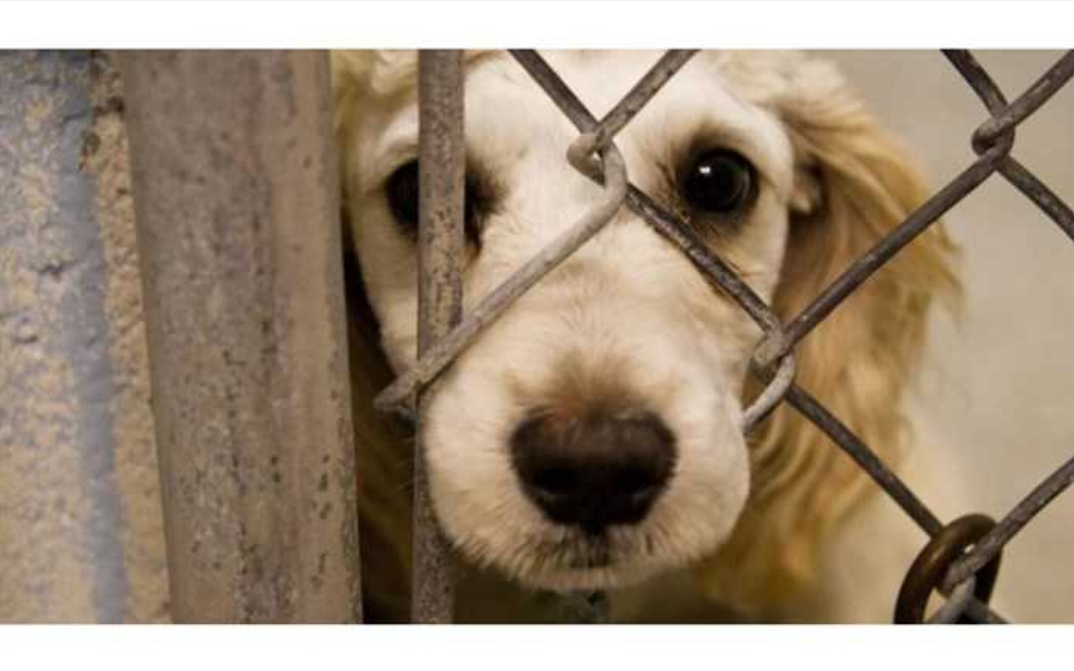 محکومیت حیوان آزار به یکسال نگهداری از حیوان مصدوم