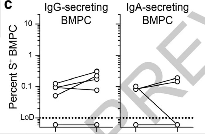 احتمال ماندگاری آنتی‌بادی‌های کرونا در بدن تا آخر عمر