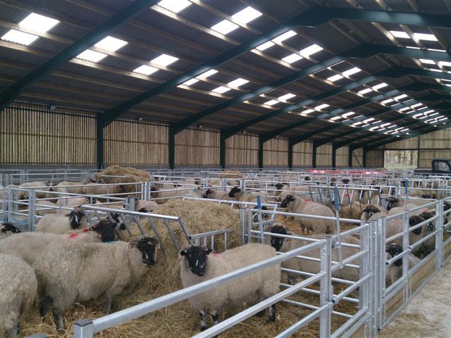 خطر شیوع تب کریمه کنگو در آستانه عید قربان خطر شیوع تب کریمه کنگو در آستانه عید قربان