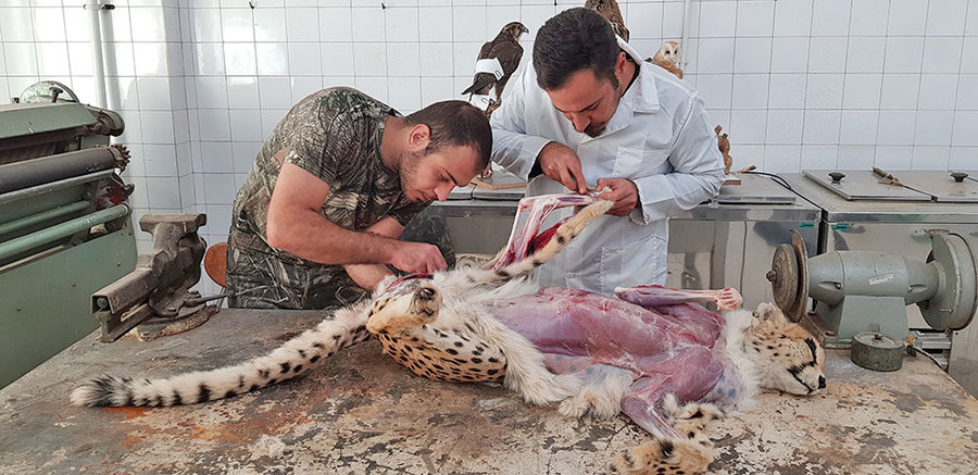 نگهداری، خرید و فروش و عرضه جانوران وحشی تاکسیدرمی شده جرم است