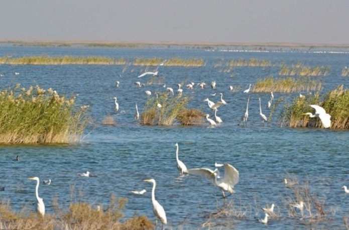 هورالعظیم جان ندارد!/ نقش وزارت نیرو در مرگ یک تالاب