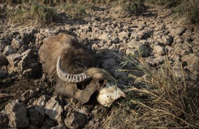 هورالعظیم جان ندارد!/ نقش وزارت نیرو در مرگ یک تالاب