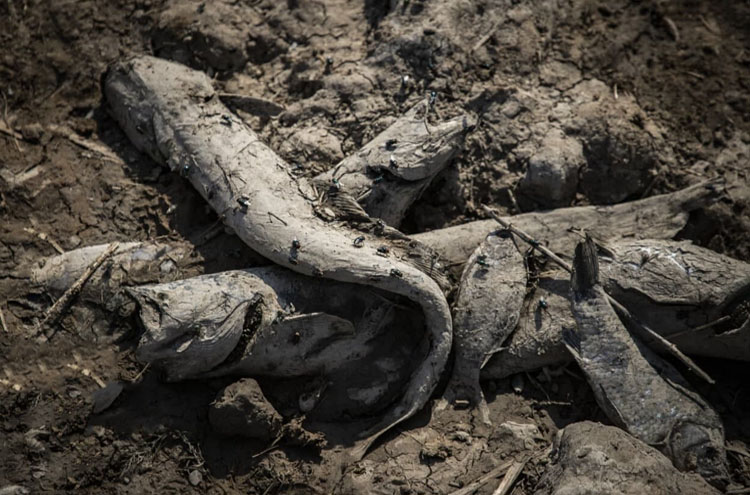 خشک شدن تالاب هورالعظیم