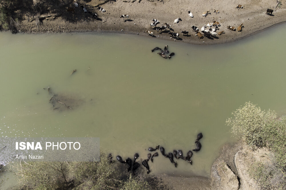 روزهای بحرانی تالاب هورالعظیم