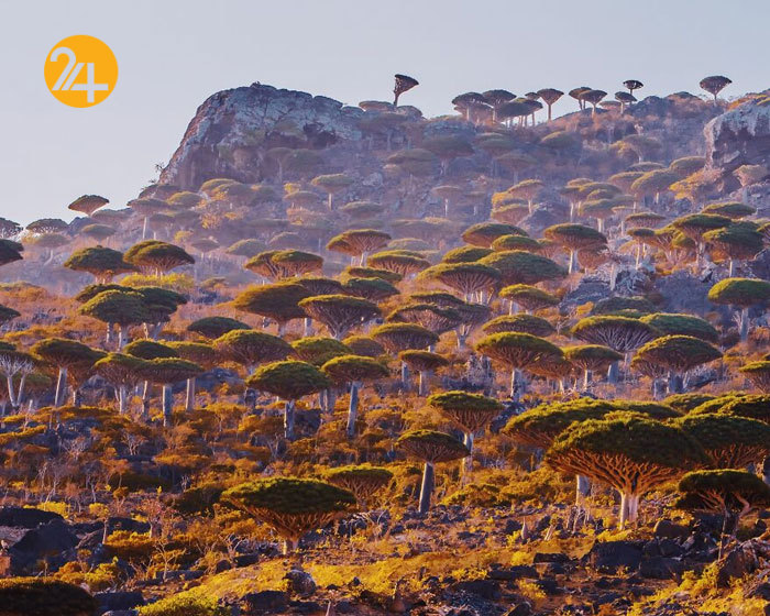 درختان خون اژدها در جزیره سقطرا