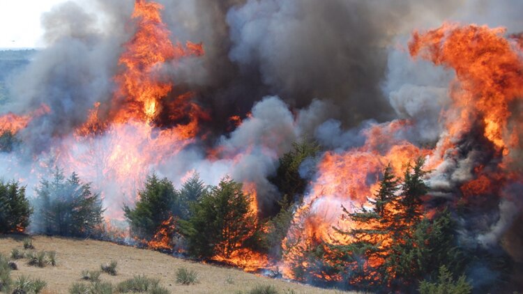 تداوم آتش‌سوزی جنگل‌های گچساران