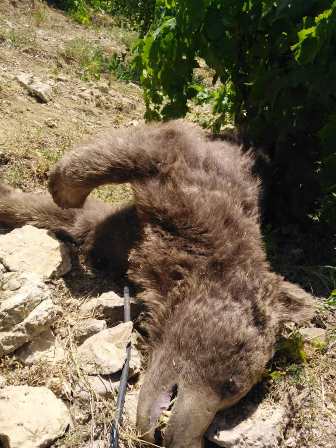 پیدا شدن لاشه یک قلاده خرس درباغ انگور کوه گل دنا پیدا شدن لاشه یک قلاده خرس درباغ انگور کوه گل دنا